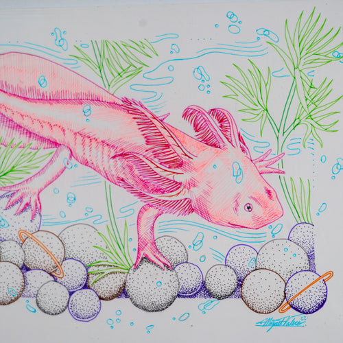 "Ajolote" - MX Original Ink Drawing